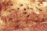 Fossil Dark-Winged Fungus Gnat Swarm (Sciaridae) In Amber #307412-2